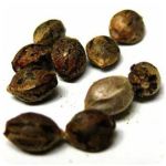 Семена марихуаны АК-47  (Seeds AK-47) в Пойковском